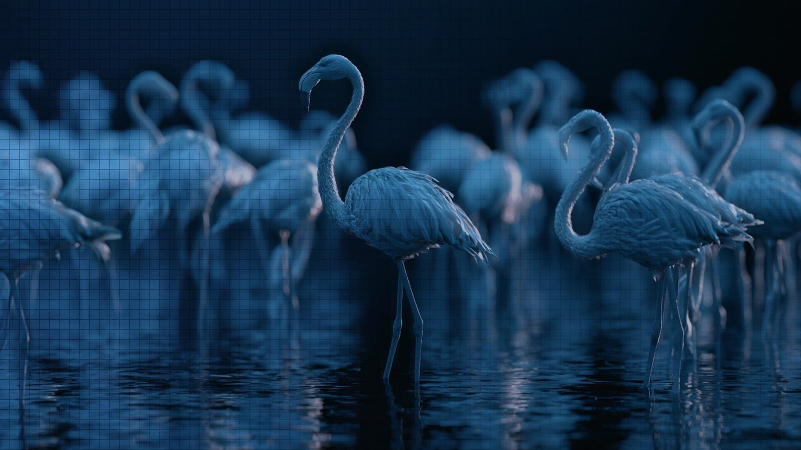 Why a Flamingo? The Thinking Behind the Name